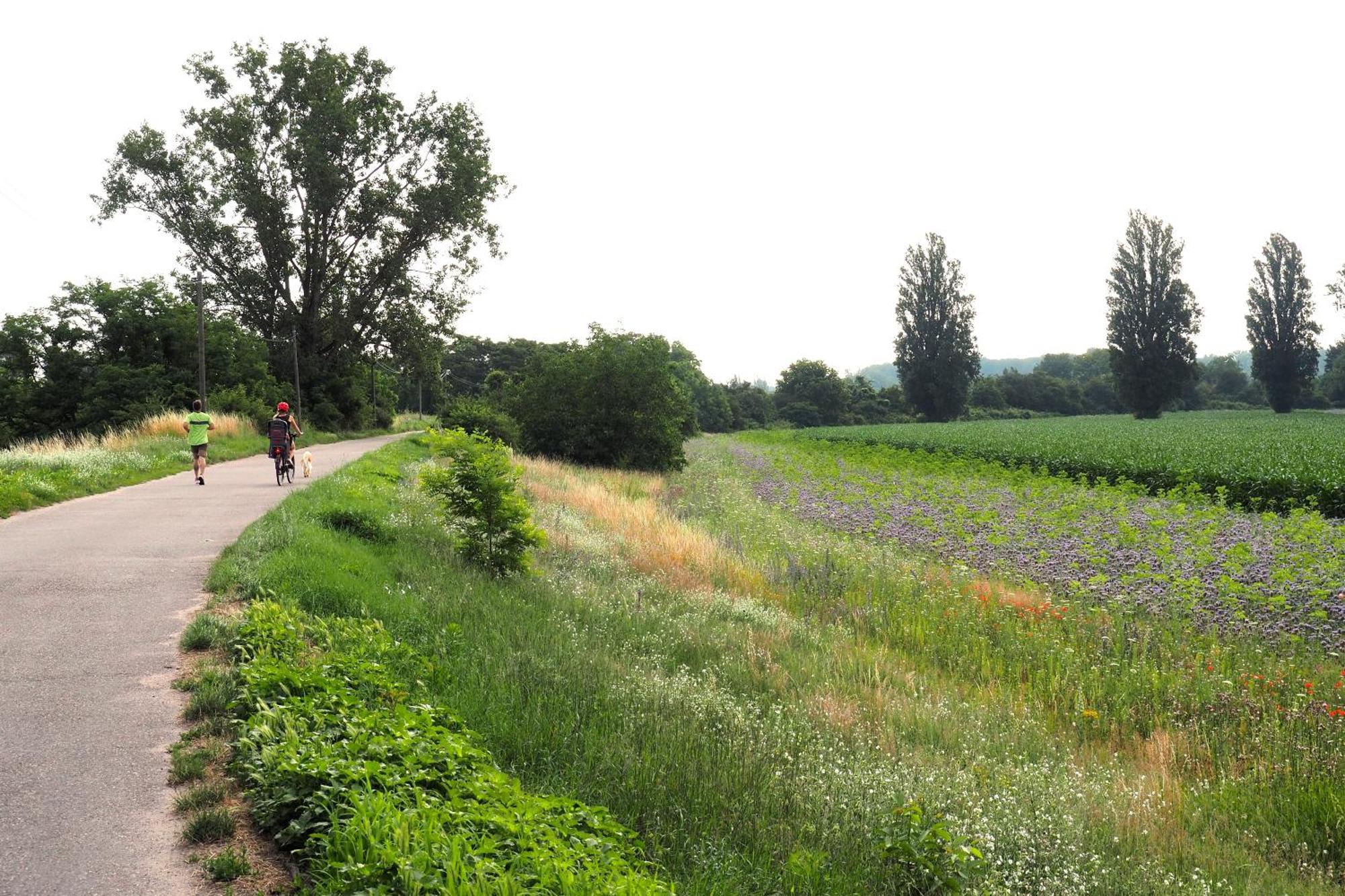 Hortensie Speyer Kültér fotó